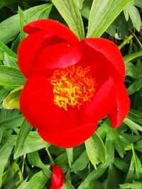 Close-up of red rose flower