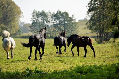 Horses grazing on field against sky