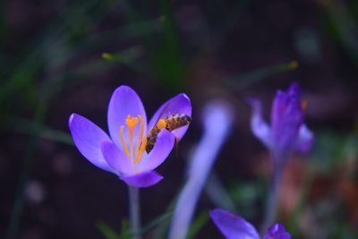 Close-up of purple crocus flower