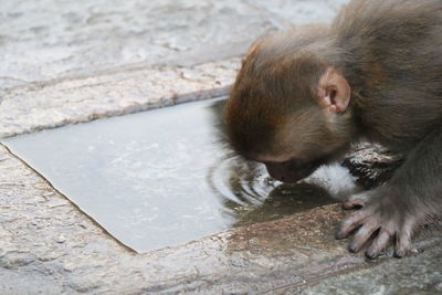 High angle view of monkey drinking water from footpath