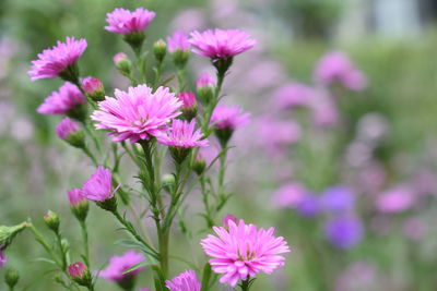 Close-up of pink flowering plants