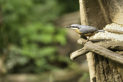 Close-up of bird perching on wood