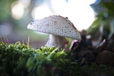 Close-up of mushrooms growing on land