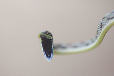 Close-up of insect on white surface