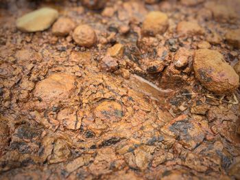 Full frame shot of lizard