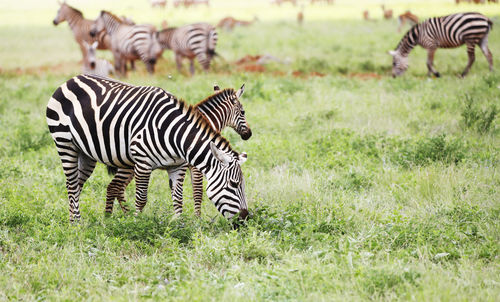 Zebras in tsavo east national park, kenya, africa