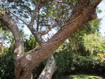 Low angle view of trees in forest