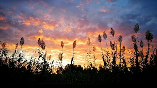 Silhouette plants against dramatic sky during sunset