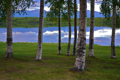 Trees on field against sky