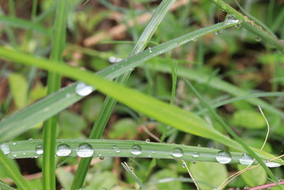 Close-up of wet grass during rainy season