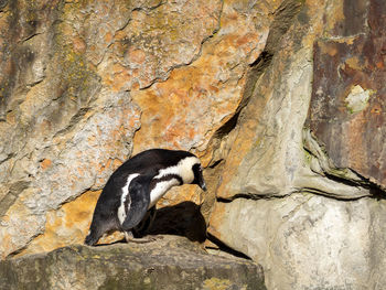 Close-up of bird perching on rock