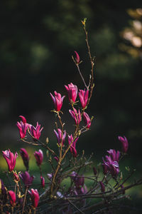 Close-up of pink flowering plant