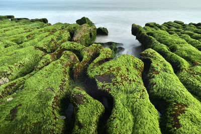 Moss growing on rocks by sea against sky