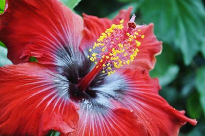 Close-up of red hibiscus flower