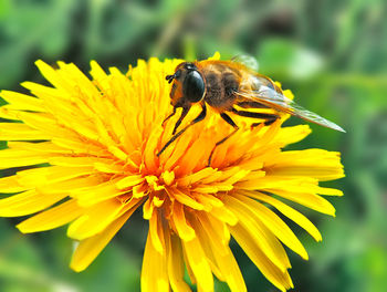 Honey bee pollinating on yellow flower