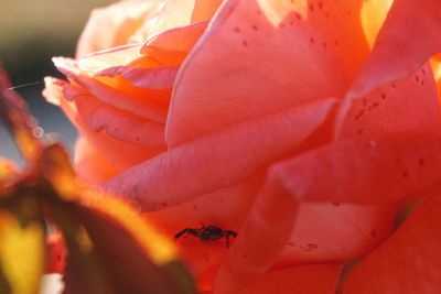 Close-up of bee on flower
