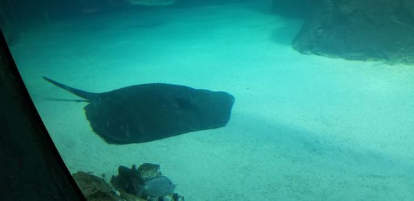 Close-up of fish swimming in sea