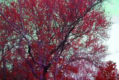 Low angle view of trees