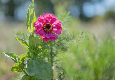 Close-up of pink flowering plant