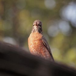 Close-up of bird perching on branch