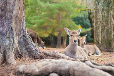 Portrait of deer relaxing on tree trunk