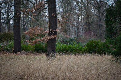 Trees growing on field in forest