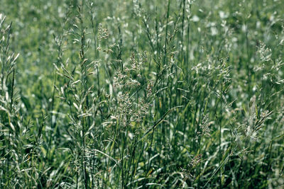 Full frame shot of fresh plants on field