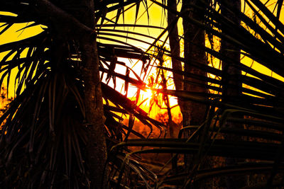 Low angle view of tree against sky at sunset