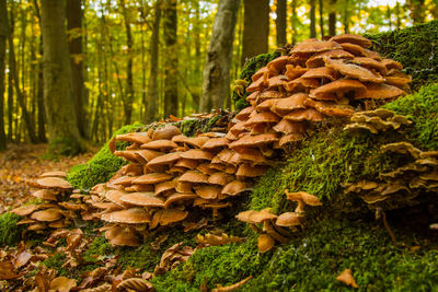 Close-up of mushrooms on tree trunk in forest