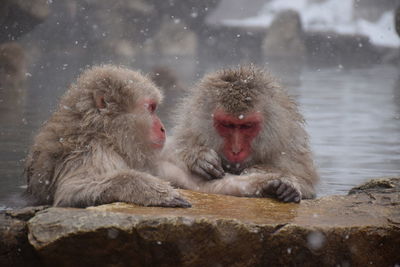 Monkeys in a field