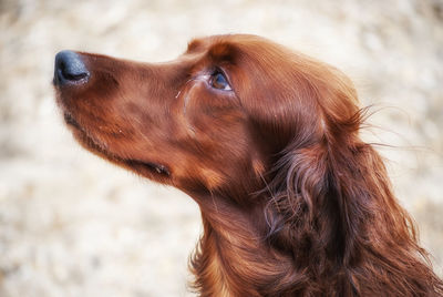 Close-up of dog