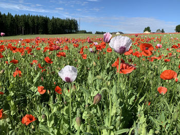 Red poppies on field against sky