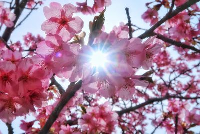 Low angle view of pink flowers on branch