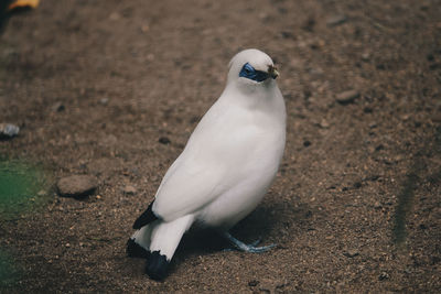 Close-up of bird perching on a land