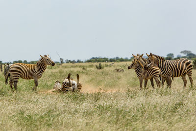 Zebras on a field