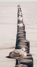 Close-up of bird on wooden post at beach