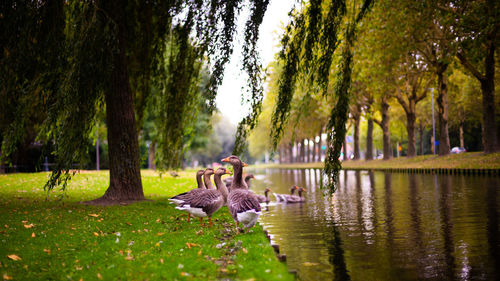 View of birds in park