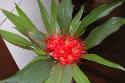 Close-up of pink flowers