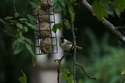 Bird perching on a tree