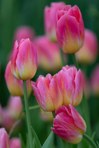 Close-up of pink tulips