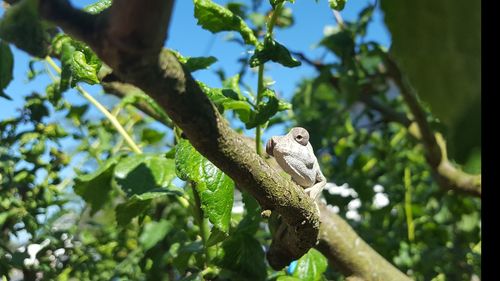Low angle view of bird perching on tree