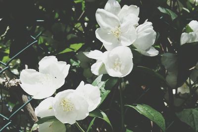 Close-up of white flowers