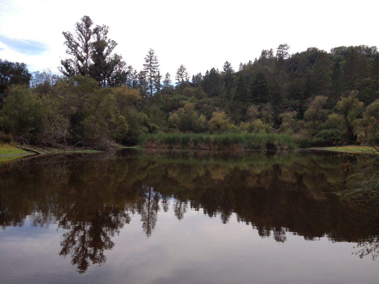 tree, reflection, water, tranquility, tranquil scene, lake, scenics, waterfront, beauty in nature, nature, sky, standing water, growth, green color, idyllic, calm, forest, non-urban scene, day, no people