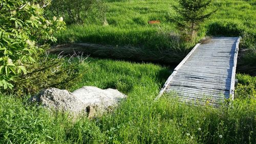 Grass growing on field