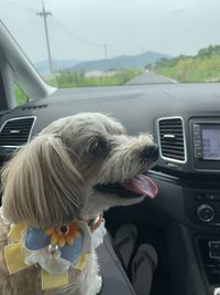 Dog in car