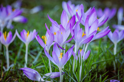 Close-up of purple crocus flowers on field