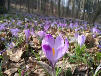 Close-up of purple crocus blooming outdoors