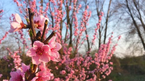 Close-up of pink flowers