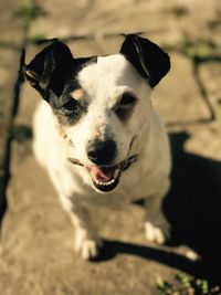 Close-up portrait of dog