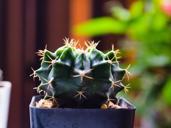 Close-up of cactus plant in pot